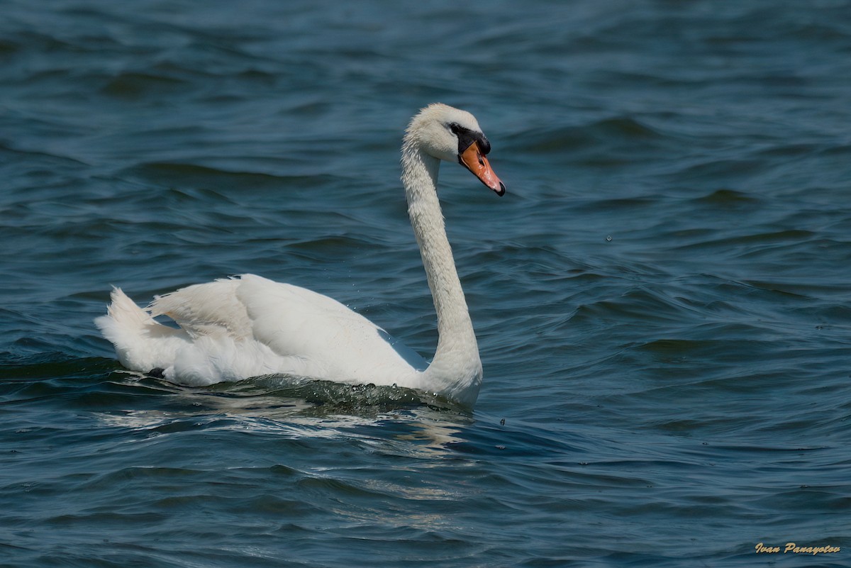 Cygne tuberculé - ML620639838