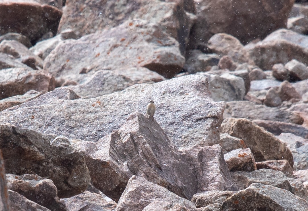 Brown Accentor - ML620639840