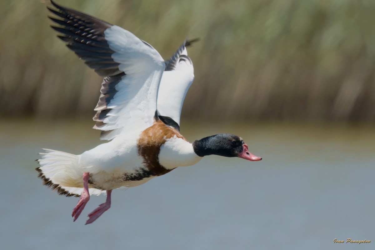 Common Shelduck - ML620639842