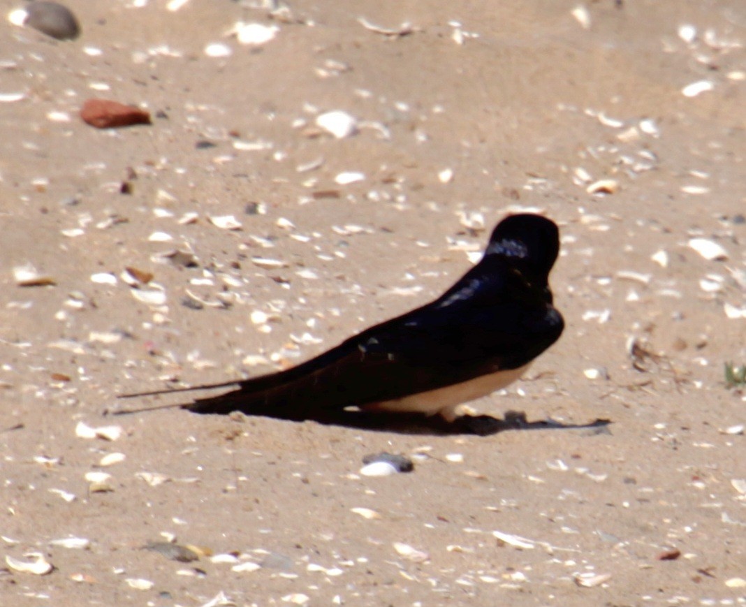 Barn Swallow (White-bellied) - ML620639843