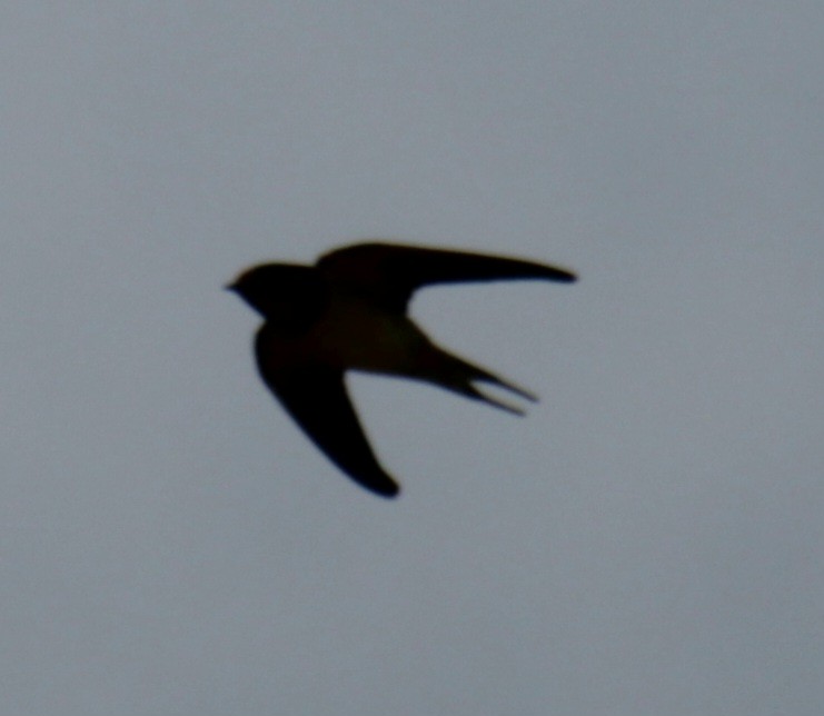 Barn Swallow (White-bellied) - ML620639844