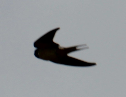 Barn Swallow (White-bellied) - ML620639845