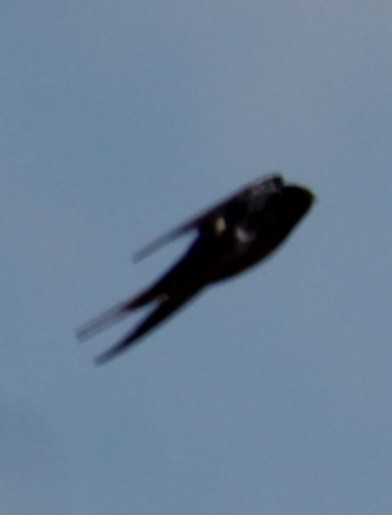 Barn Swallow (White-bellied) - ML620639846