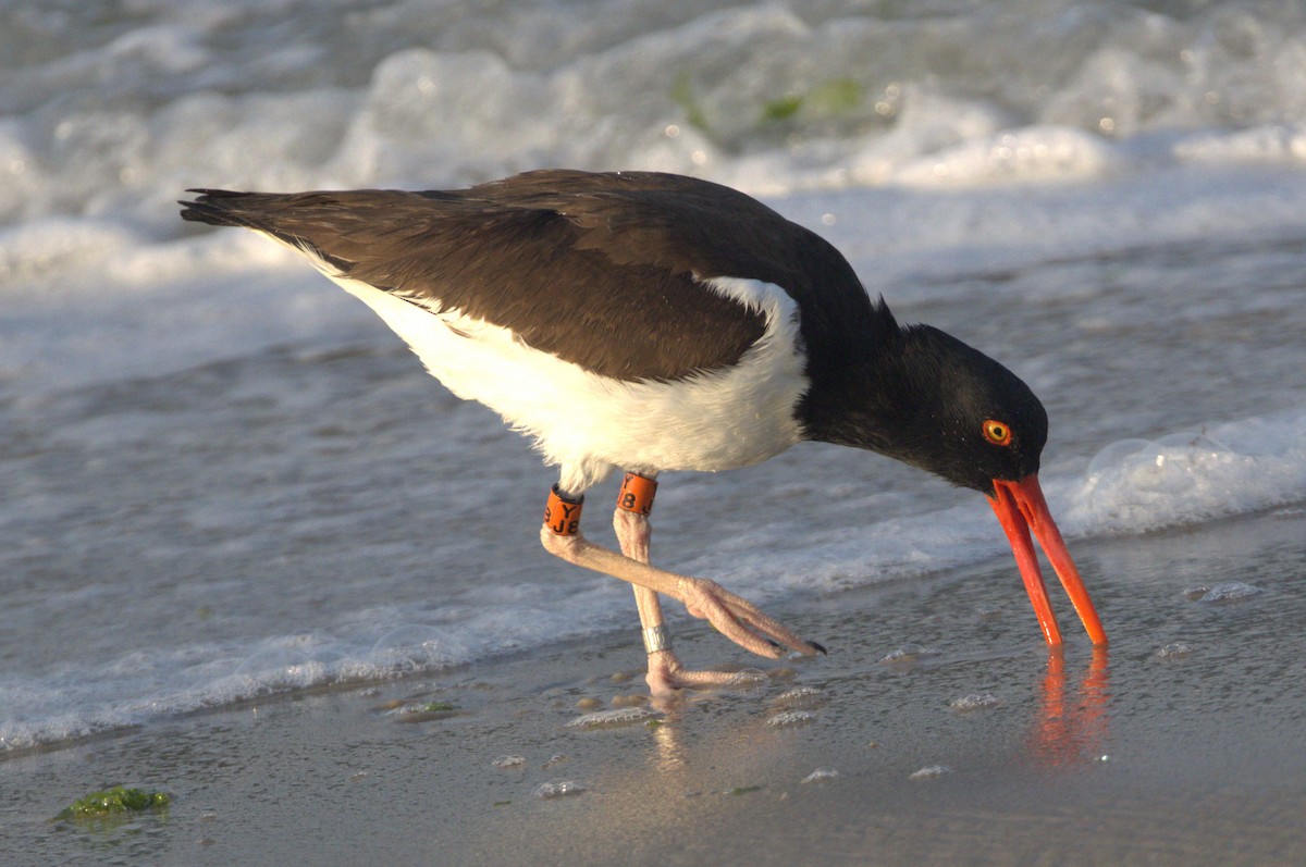 American Oystercatcher - ML620639847