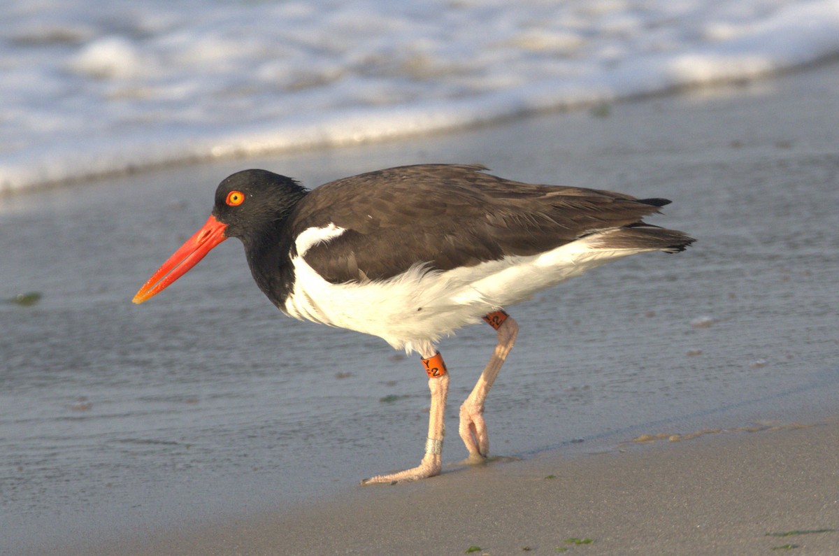 American Oystercatcher - ML620639848