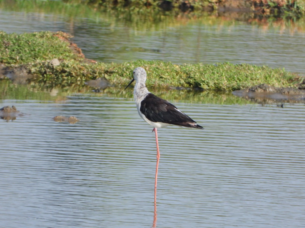 Black-winged Stilt - ML620639851