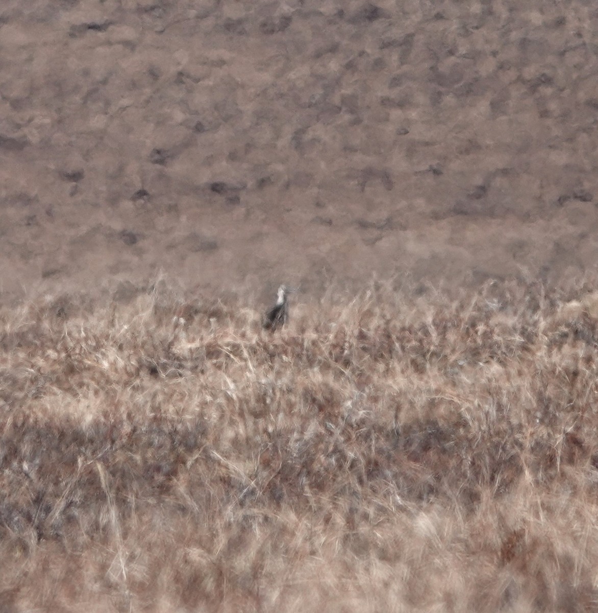 Bristle-thighed Curlew - ML620639852