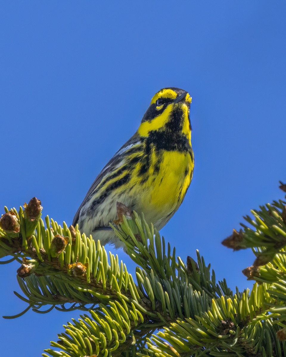 Townsend's Warbler - ML620639853