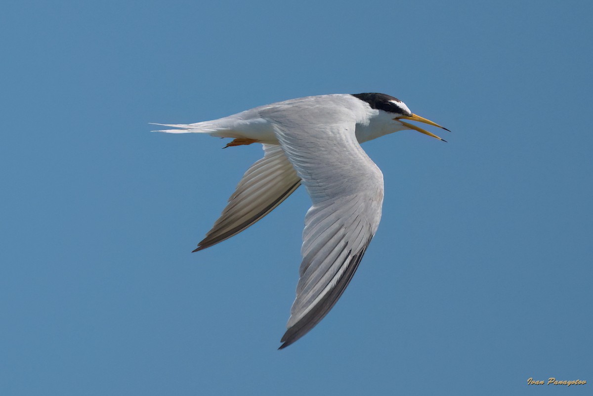 Little Tern - ML620639854