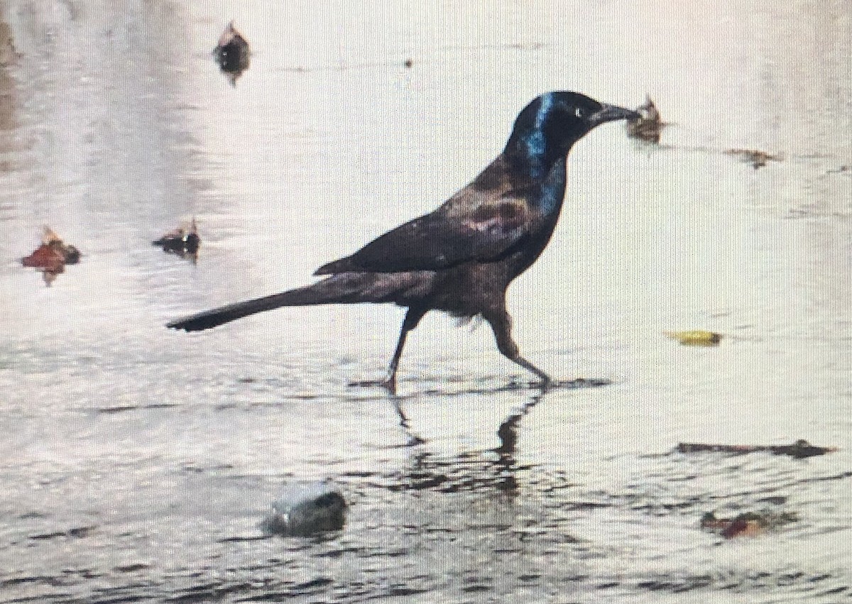 Common Grackle - ML620639864