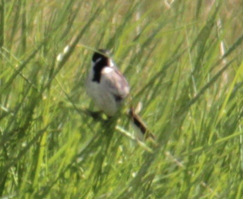 Reed Bunting - ML620639867