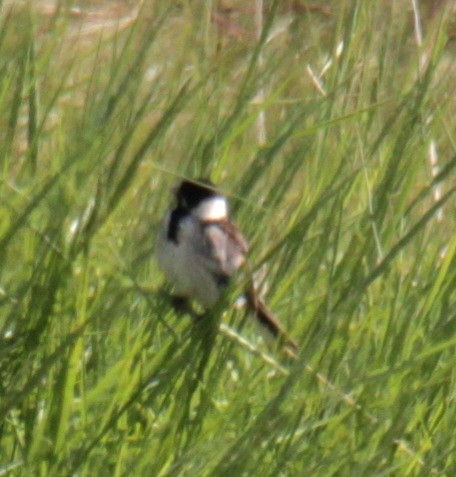 Reed Bunting - ML620639868