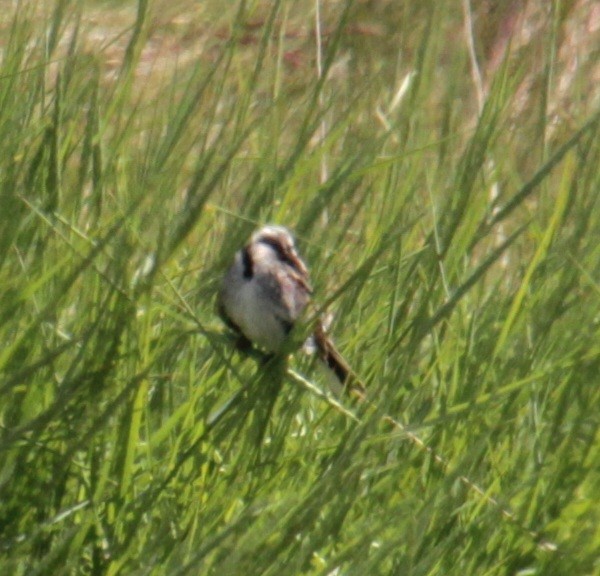 Reed Bunting - ML620639870