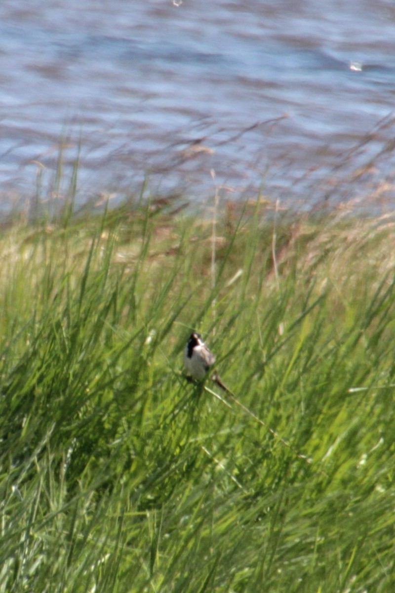 Reed Bunting - ML620639872