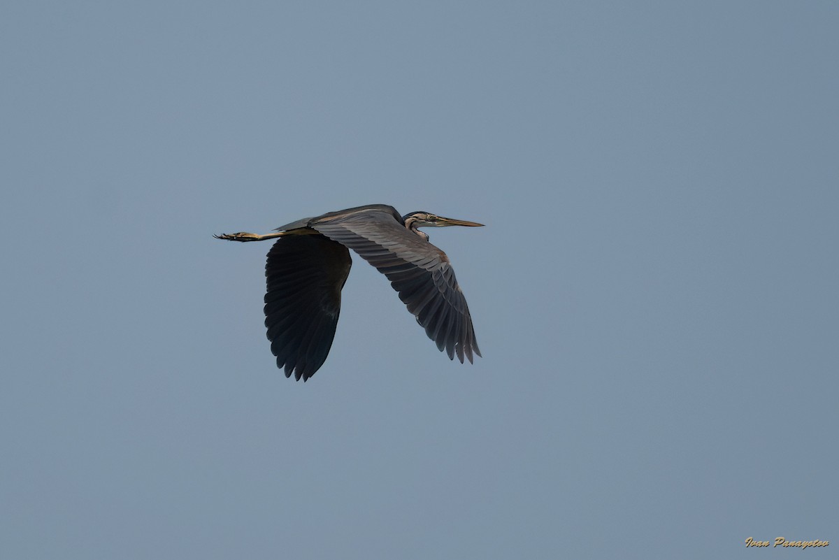 Purple Heron - ML620639873