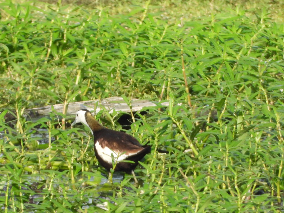 Pheasant-tailed Jacana - ML620639874