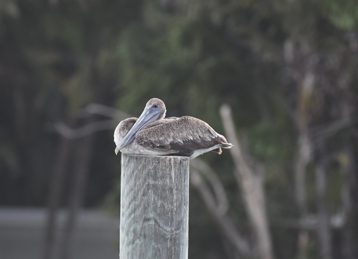 Brown Pelican - ML620639883