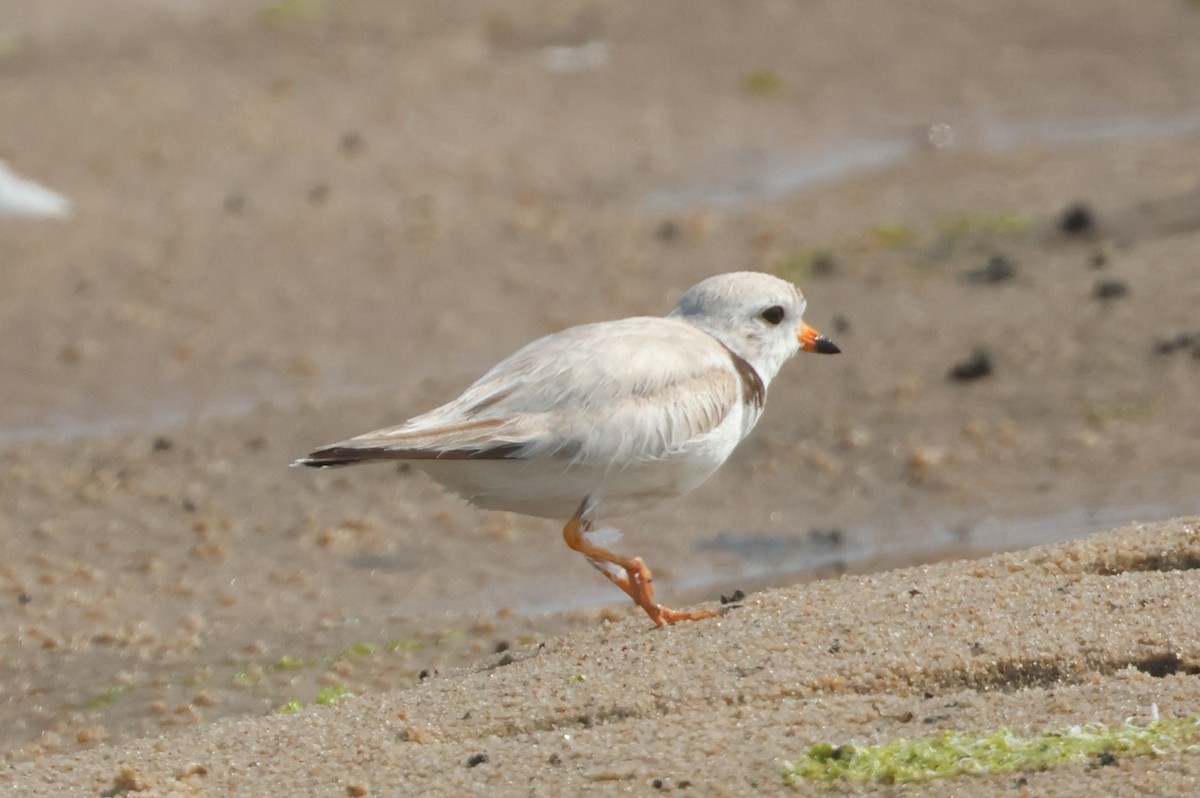 Piping Plover - ML620639886