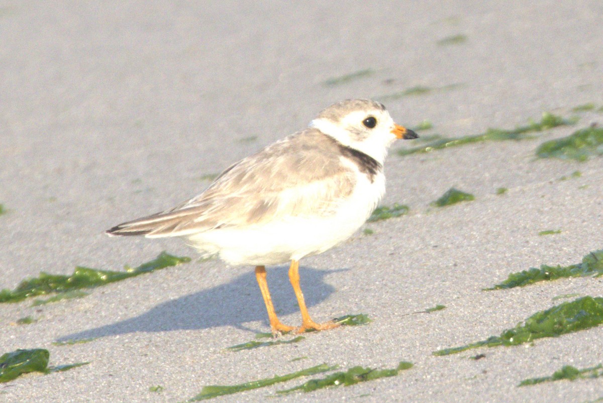 Piping Plover - ML620639887