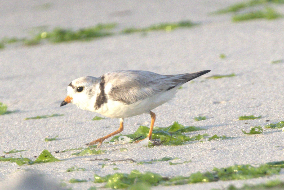 Piping Plover - ML620639888