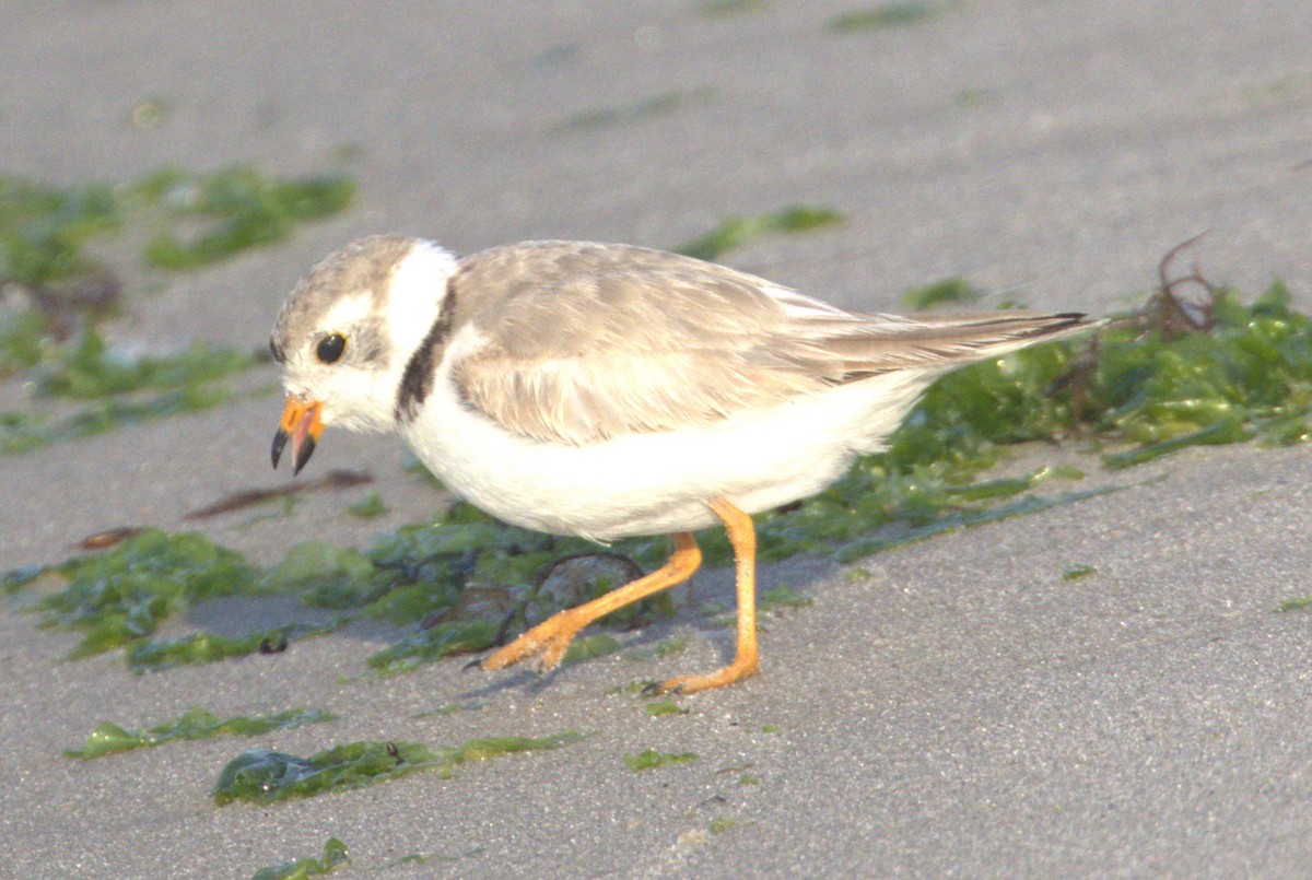 Piping Plover - ML620639889