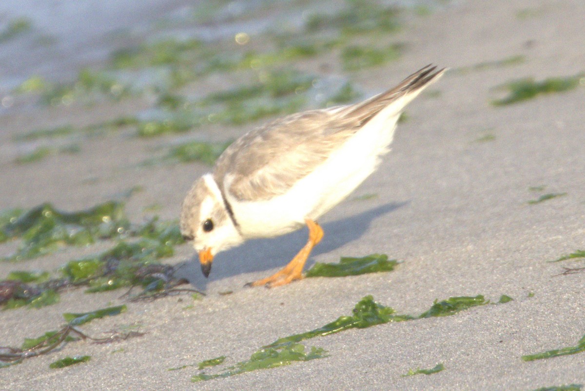 Piping Plover - ML620639890