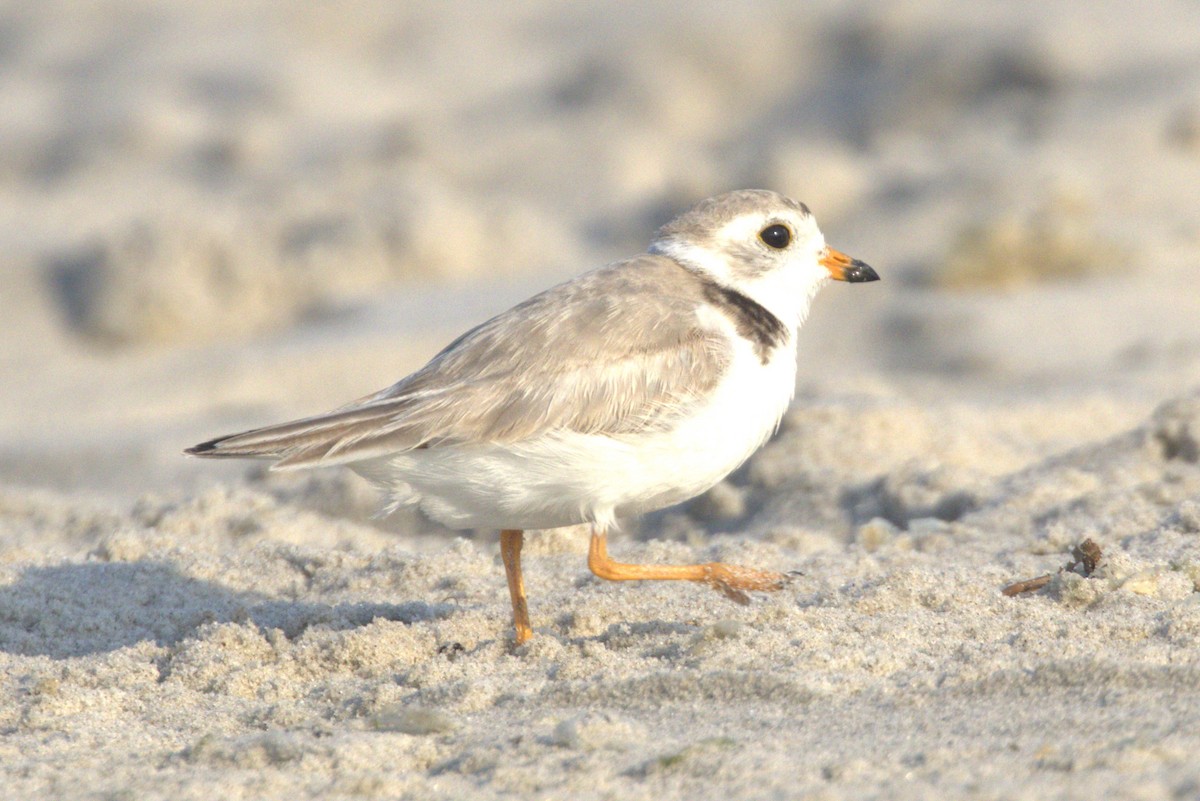 Piping Plover - ML620639891