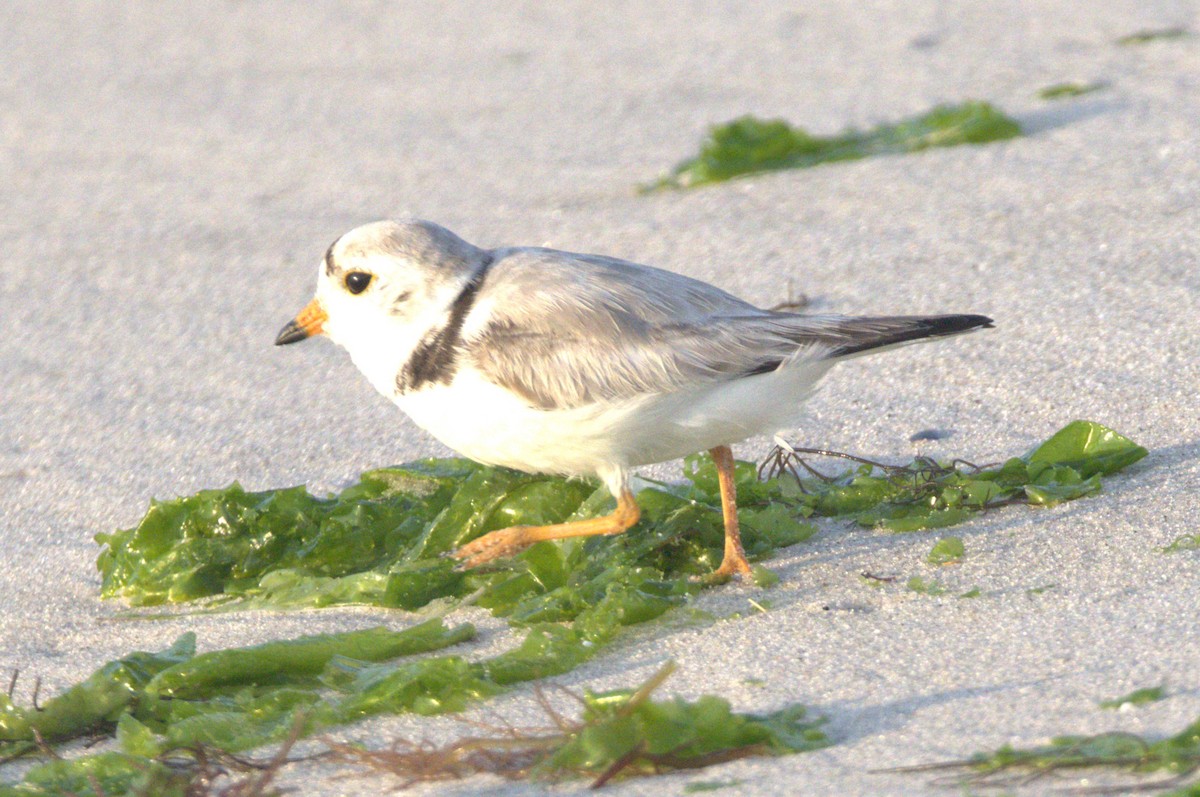 Piping Plover - ML620639892