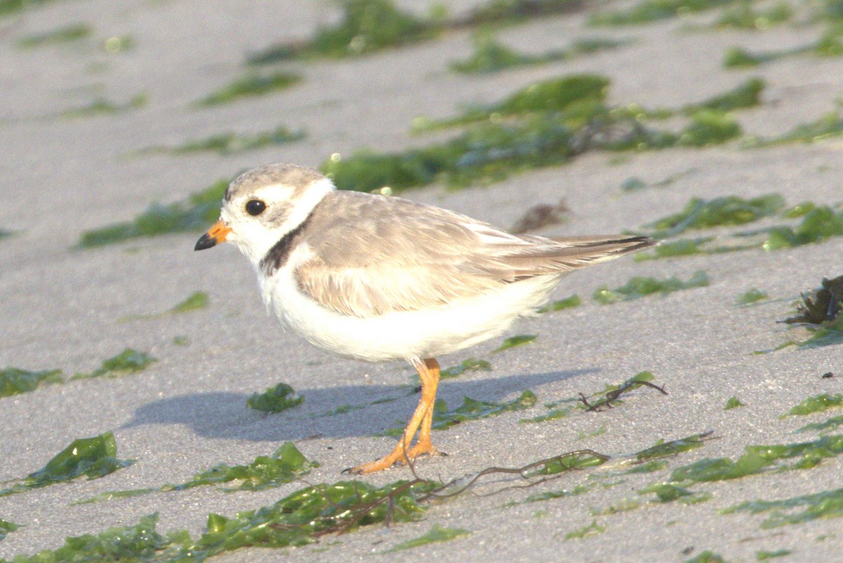 Piping Plover - ML620639893