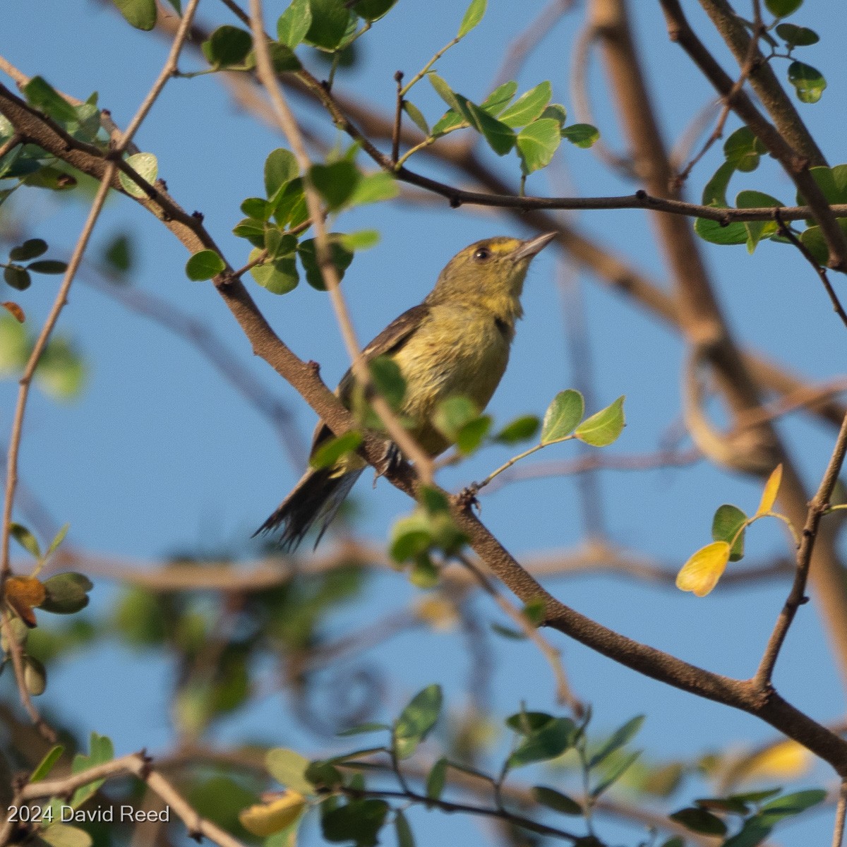 Mangrove Vireo - ML620639895