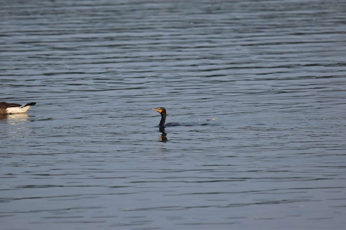 Cormoran à aigrettes - ML620639899