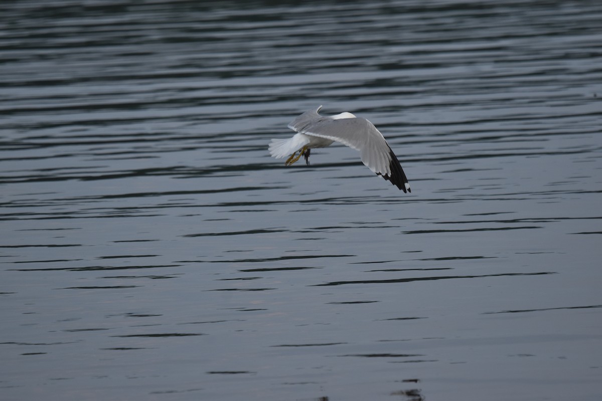 Ring-billed Gull - ML620639902