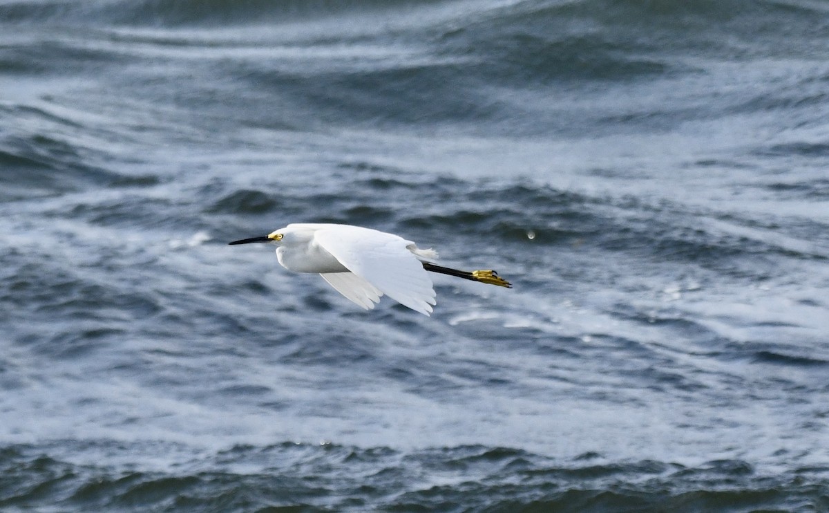 Snowy Egret - ML620639904