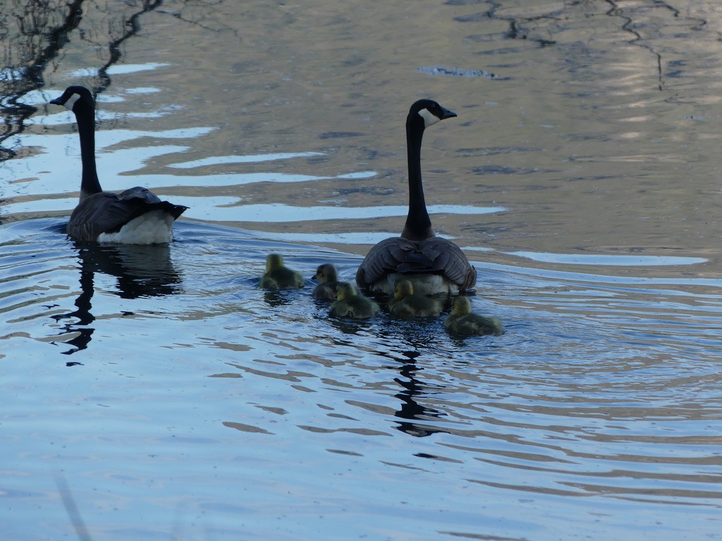 Canada Goose - ML620639926