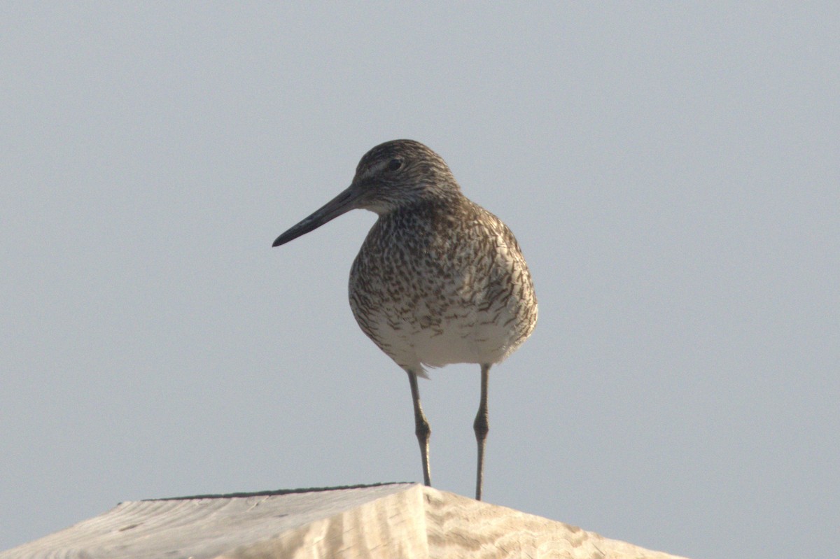 Willet - ML620639927