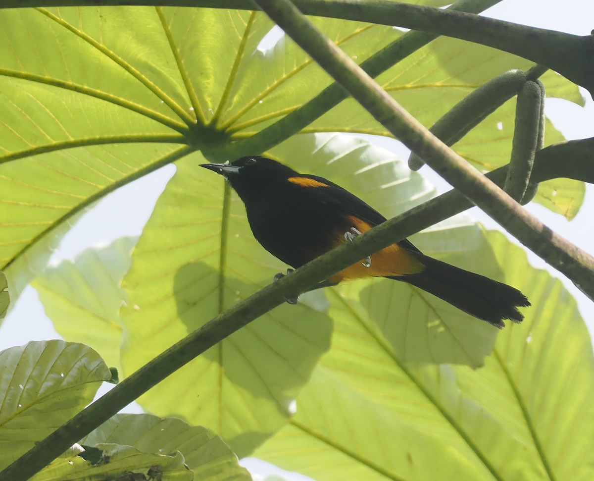 St. Lucia Oriole - Andrew Whitehouse