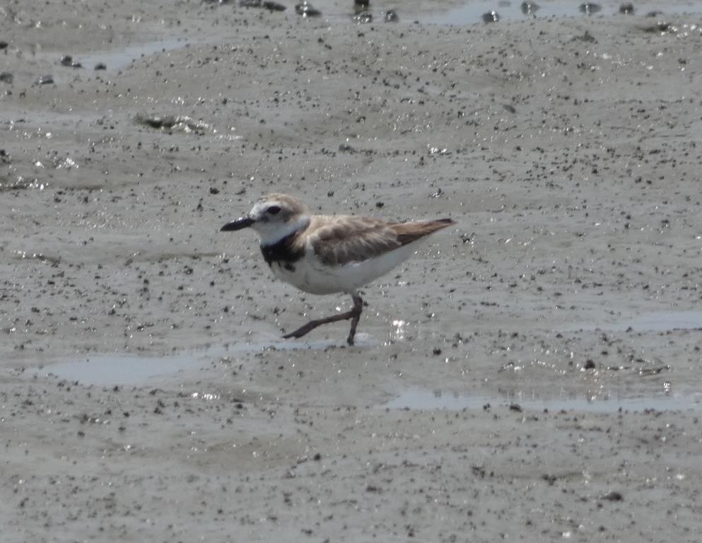 Wilson's Plover - ML620639934