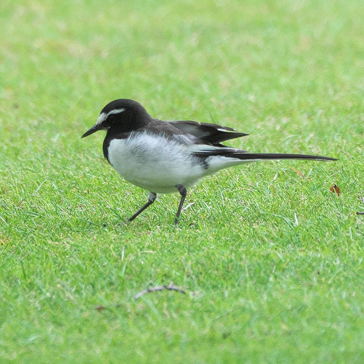 Japanese Wagtail - ML620639937