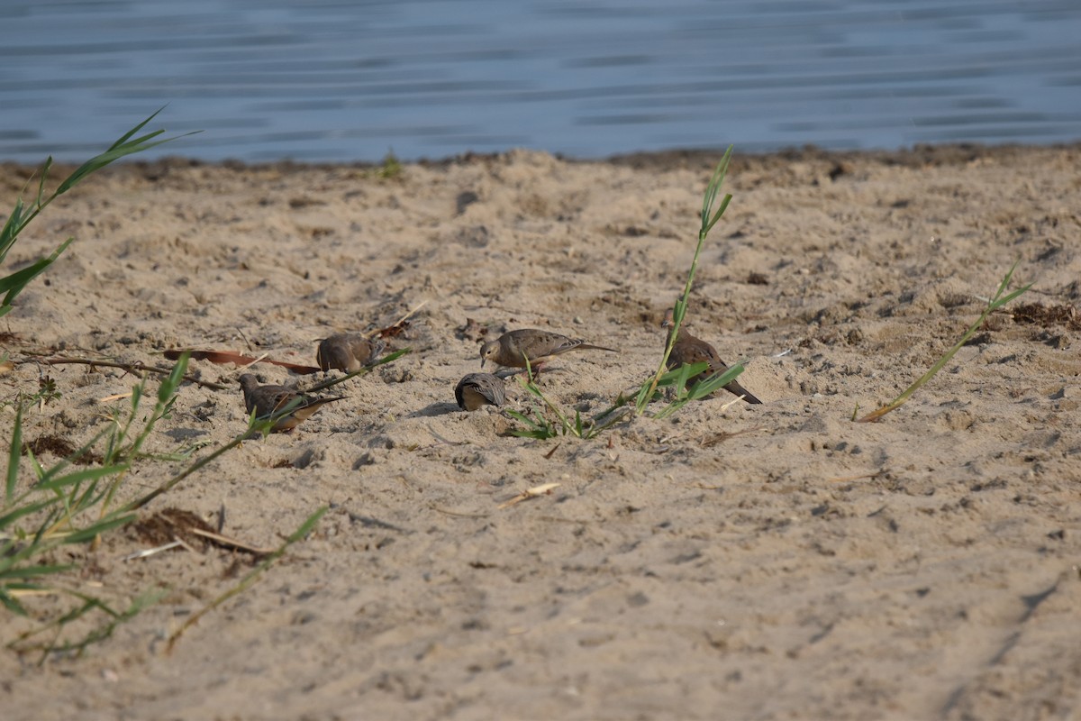 Mourning Dove - ML620639938