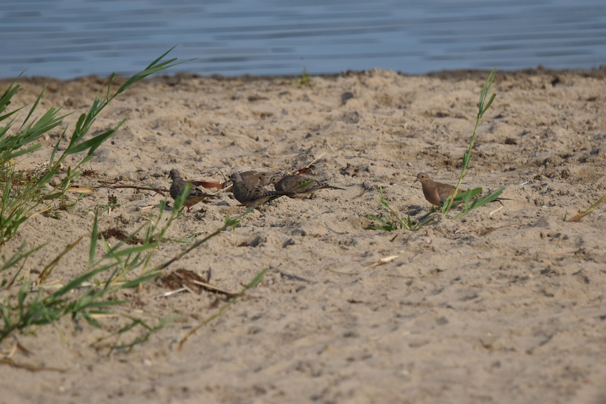 Mourning Dove - ML620639939