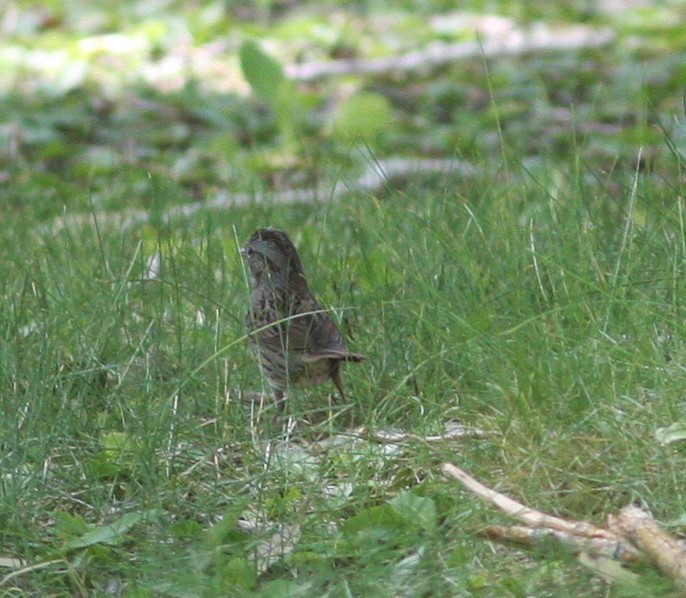 Lincoln's Sparrow - ML620639941