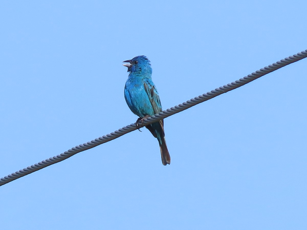 Indigo Bunting - ML620639949