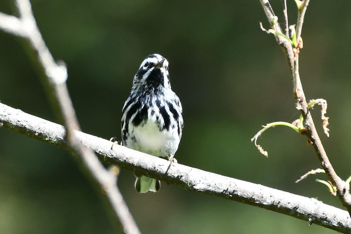 Black-and-white Warbler - ML620639951