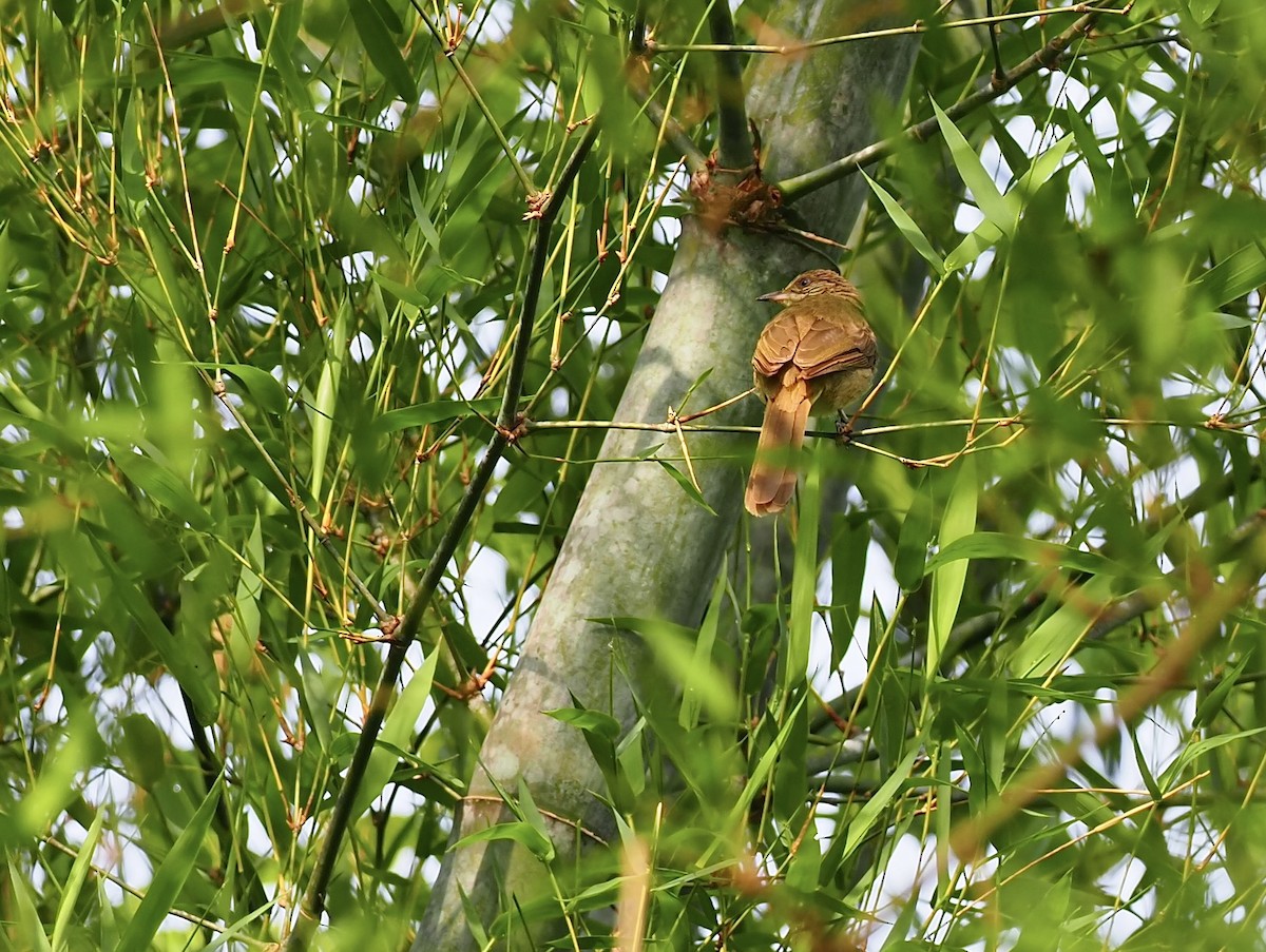 Streak-eared Bulbul - ML620639952