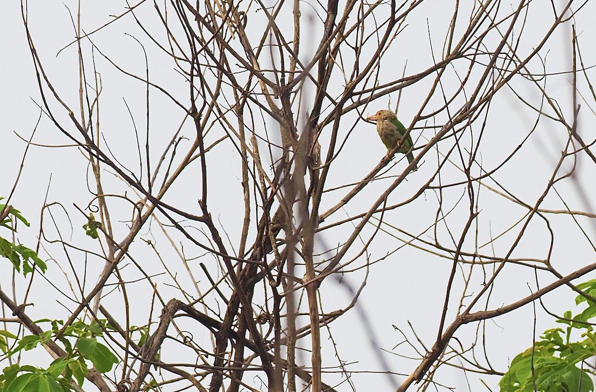 Lineated Barbet - ML620639958