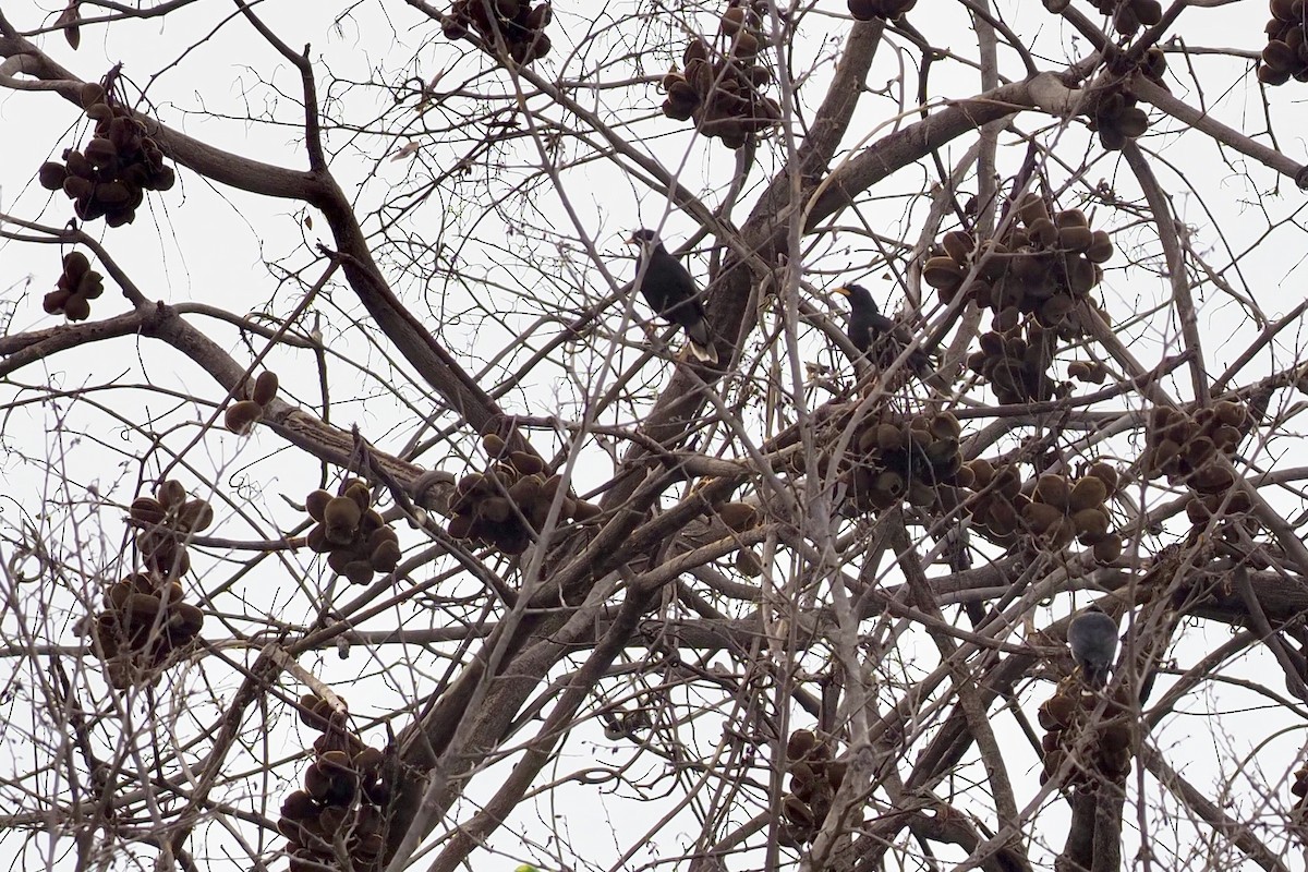 Javan Myna - 芳色 林