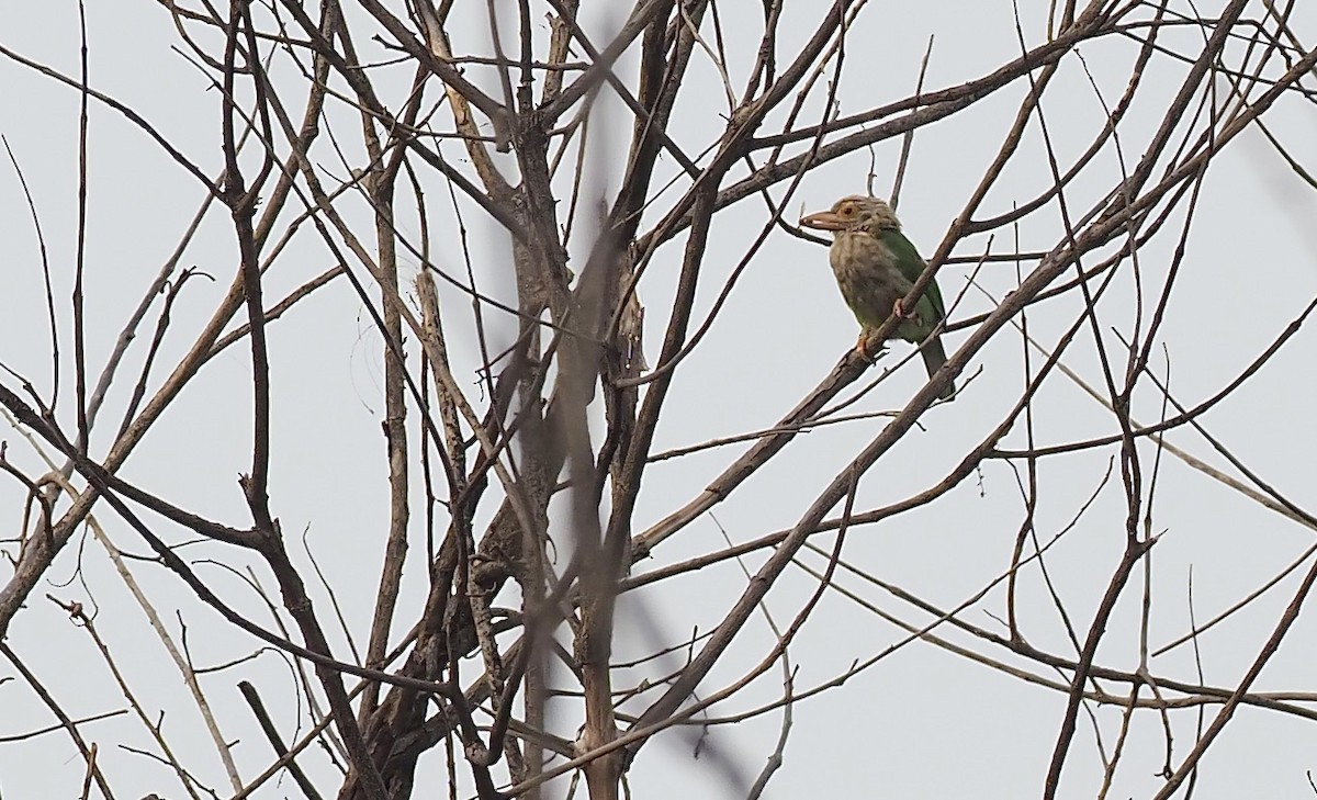 Lineated Barbet - ML620639962