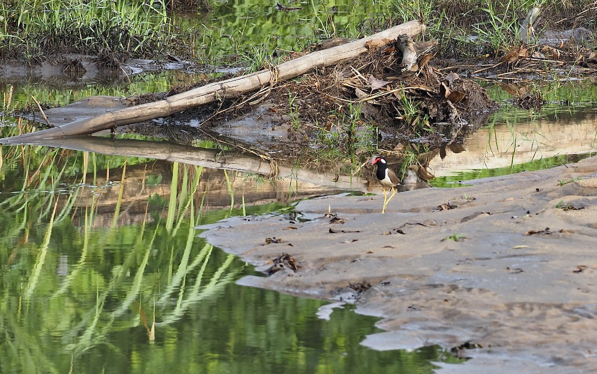 Red-wattled Lapwing - ML620639967