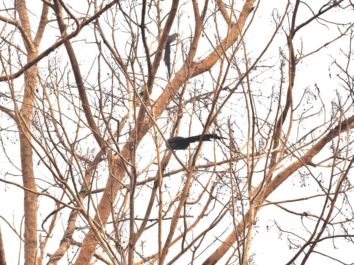 Green-billed Malkoha - ML620639970