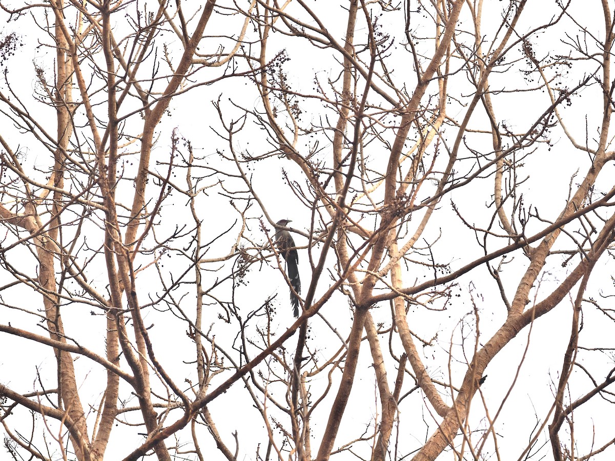 Green-billed Malkoha - ML620639971